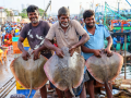 Fish production surges 104 pc, infra projects rise towards Blue Economy - Hindi News | Fish production surges 104 pc, infra projects rise towards Blue Economy | Latest technology News at Lokmattimes.com