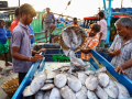 India's seafood exports up 14 pc in April-Oct, shrimp exports to US robust in 5 years - Hindi News | India's seafood exports up 14 pc in April-Oct, shrimp exports to US robust in 5 years | Latest business News at Lokmattimes.com