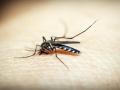 Ethiopia reports over 520,000 malaria cases in May: WHO - Hindi News | Ethiopia reports over 520,000 malaria cases in May: WHO | Latest health News at Lokmattimes.com