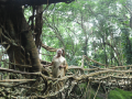 Living root bridges show the way to sustainable future: Nirmala Sitharaman - Hindi News | Living root bridges show the way to sustainable future: Nirmala Sitharaman | Latest technology News at Lokmattimes.com