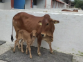 NDRI achieves success in producing Gir breed calf, using IVF technology - Hindi News | NDRI achieves success in producing Gir breed calf, using IVF technology | Latest technology News at Lokmattimes.com