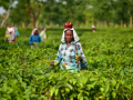 India's tea exports rise 2.85 per cent to cross 257 million kg in 2024-25 - Hindi News | India's tea exports rise 2.85 per cent to cross 257 million kg in 2024-25 | Latest business News at Lokmattimes.com
