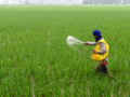 No plan to hike urea prices, clarifies Centre - Hindi News | No plan to hike urea prices, clarifies Centre | Latest business News at Lokmattimes.com