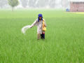 Centre doubles down on reducing urea usage with alternative fertilisers - Hindi News | Centre doubles down on reducing urea usage with alternative fertilisers | Latest technology News at Lokmattimes.com