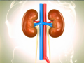 Scientists find biological signals to predict course of chronic kidney disease - Hindi News | Scientists find biological signals to predict course of chronic kidney disease | Latest health News at Lokmattimes.com