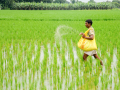 Urea production witnesses 35 pc growth over past decade, DAP sees 44 pc rise: Govt - Hindi News | Urea production witnesses 35 pc growth over past decade, DAP sees 44 pc rise: Govt | Latest technology News at Lokmattimes.com