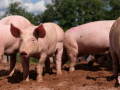 New swine fever outbreak reported at Latvian farm - Hindi News | New swine fever outbreak reported at Latvian farm | Latest health News at Lokmattimes.com
