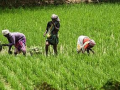 TN Delta farmers press for tripartite meeting, demand paddy procurement in 50 kg bags - Hindi News | TN Delta farmers press for tripartite meeting, demand paddy procurement in 50 kg bags | Latest national News at Lokmattimes.com