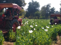 Centre paves way for more farmers to benefit from opium poppy cultivation - Hindi News | Centre paves way for more farmers to benefit from opium poppy cultivation | Latest national News at Lokmattimes.com