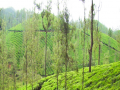 Nilgiris Forest Department in TN clamps down on tourism inside private tea estates - Hindi News | Nilgiris Forest Department in TN clamps down on tourism inside private tea estates | Latest national News at Lokmattimes.com