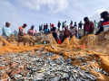 Bay of Bengal nations chart reform path for small-scale fisheries governance - Hindi News | Bay of Bengal nations chart reform path for small-scale fisheries governance | Latest national News at Lokmattimes.com