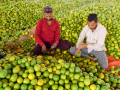 Clean Plant Programme to strengthen India’s horticulture, empower farmers - Hindi News | Clean Plant Programme to strengthen India’s horticulture, empower farmers | Latest health News at Lokmattimes.com