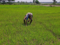 Fertiliser shortage forces Samba farmers in TN's Tiruchi to rely on private traders - Hindi News | Fertiliser shortage forces Samba farmers in TN's Tiruchi to rely on private traders | Latest business News at Lokmattimes.com