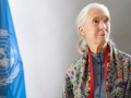 Tributes pour in as world-renowned primatologist Jane Goodall passes away - Hindi News | Tributes pour in as world-renowned primatologist Jane Goodall passes away | Latest technology News at Lokmattimes.com