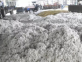 Govt operationalises record 550 cotton procurement centres across 11 states - Hindi News | Govt operationalises record 550 cotton procurement centres across 11 states | Latest technology News at Lokmattimes.com