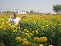Samba farmer earns lakhs from floriculture, becomes symbol of modern farming - Hindi News | Samba farmer earns lakhs from floriculture, becomes symbol of modern farming | Latest business News at Lokmattimes.com