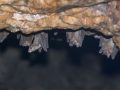 Scientists detect new Covid-like virus from moustached bats in Brazil - Hindi News | Scientists detect new Covid-like virus from moustached bats in Brazil | Latest technology News at Lokmattimes.com