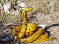 New antivenom effective against 17 African snake species - Hindi News | New antivenom effective against 17 African snake species | Latest technology News at Lokmattimes.com