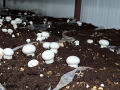 In J&K’s Udhampur, farmers reap good dividends from mushroom cultivation - Hindi News | In J&K’s Udhampur, farmers reap good dividends from mushroom cultivation | Latest national News at Lokmattimes.com