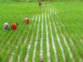 TN steps up paddy procurement amid rain challenges - Hindi News | TN steps up paddy procurement amid rain challenges | Latest national News at Lokmattimes.com