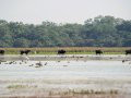 Wild buffalo set to return to MP after a century; CM Yadav to launch project at Kanha - Hindi News | Wild buffalo set to return to MP after a century; CM Yadav to launch project at Kanha | Latest national News at Lokmattimes.com