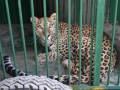 Leopard captured in Jaipur after creating panic on streets since last two days - Hindi News | Leopard captured in Jaipur after creating panic on streets since last two days | Latest national News at Lokmattimes.com