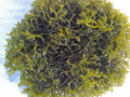 Global Expo to chart India’s ‘Seaweed 2030’ growth vision - Hindi News | Global Expo to chart India’s ‘Seaweed 2030’ growth vision | Latest national News at Lokmattimes.com
