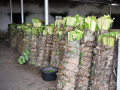 Banana leaf prices surge across TN as rains devastate plantations - Hindi News | Banana leaf prices surge across TN as rains devastate plantations | Latest business News at Lokmattimes.com