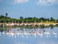 Draft eco-sensitive zone map finalised for TN's Pulicat sanctuary, sent to Centre for approval - Hindi News | Draft eco-sensitive zone map finalised for TN's Pulicat sanctuary, sent to Centre for approval | Latest national News at Lokmattimes.com