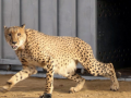 African female Cheetah and two cubs to be released in Kuno open forest tomorrow - Hindi News | African female Cheetah and two cubs to be released in Kuno open forest tomorrow | Latest national News at Lokmattimes.com