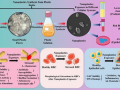 Indian study finds 1st evidence on how nanoplastics from single-use PET bottles harm body - Hindi News | Indian study finds 1st evidence on how nanoplastics from single-use PET bottles harm body | Latest technology News at Lokmattimes.com