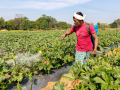 India has adequate fertiliser stocks ahead of Kharif 2026 despite global disruptions: Sources - Hindi News | India has adequate fertiliser stocks ahead of Kharif 2026 despite global disruptions: Sources | Latest business News at Lokmattimes.com