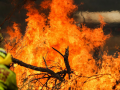 Bush fire destroys multiple homes in Australian state of New South Wales - Hindi News | Bush fire destroys multiple homes in Australian state of New South Wales | Latest international News at Lokmattimes.com
