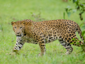 Five-year-old boy mauled to death by leopard in TN's Valparai - Hindi News | Five-year-old boy mauled to death by leopard in TN's Valparai | Latest national News at Lokmattimes.com