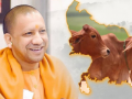 CM Yogi-led UP govt's 'Nandini Krishak Samriddhi Yojana' paves the way for prosperity - Hindi News | CM Yogi-led UP govt's 'Nandini Krishak Samriddhi Yojana' paves the way for prosperity | Latest national News at Lokmattimes.com