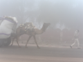 Dense fog blankets parts of Rajasthan; visibility drops in many areas - Hindi News | Dense fog blankets parts of Rajasthan; visibility drops in many areas | Latest national News at Lokmattimes.com