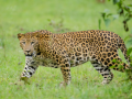 Rajasthan: Leopard sighting in Udaipur residential area triggers panic - Hindi News | Rajasthan: Leopard sighting in Udaipur residential area triggers panic | Latest national News at Lokmattimes.com