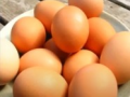 Eggs safe for consumption; cancer risk claims misleading, not scientific, says FSSAI - Hindi News | Eggs safe for consumption; cancer risk claims misleading, not scientific, says FSSAI | Latest health News at Lokmattimes.com