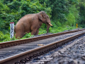 NFR’s tech-driven measures save over 160 elephants, ensure safer train operations - Hindi News | NFR’s tech-driven measures save over 160 elephants, ensure safer train operations | Latest national News at Lokmattimes.com