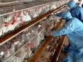Heightened measures in TN's Namakkal as bird flu cases emerge in Kerala - Hindi News | Heightened measures in TN's Namakkal as bird flu cases emerge in Kerala | Latest health News at Lokmattimes.com