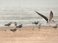 Ganga panel approves project to protect bird breeding habitats in basin - Hindi News | Ganga panel approves project to protect bird breeding habitats in basin | Latest national News at Lokmattimes.com