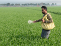 Area sown under rabi crop crosses 614 lakh hectares - Hindi News | Area sown under rabi crop crosses 614 lakh hectares | Latest business News at Lokmattimes.com