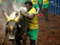 TN bull owners seek fulfillment of DMK poll promises as Jallikattu season approaches - Hindi News | TN bull owners seek fulfillment of DMK poll promises as Jallikattu season approaches | Latest national News at Lokmattimes.com