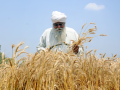Gujarat sees record Rabi sowing as farmers expand wheat, gram, maize cultivation - Hindi News | Gujarat sees record Rabi sowing as farmers expand wheat, gram, maize cultivation | Latest national News at Lokmattimes.com