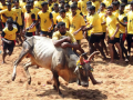 TN bull owners seek reforms in Jallikattu approval, token process - Hindi News | TN bull owners seek reforms in Jallikattu approval, token process | Latest national News at Lokmattimes.com