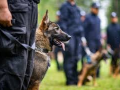 Attacks on police dogs, horses could trigger deportation under US House bill - Hindi News | Attacks on police dogs, horses could trigger deportation under US House bill | Latest international News at Lokmattimes.com