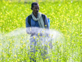 Diversified incomes, irrigation to shield India’s agri sector from El Niño: Report - Hindi News | Diversified incomes, irrigation to shield India’s agri sector from El Niño: Report | Latest technology News at Lokmattimes.com