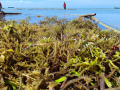 Kochi Expo: India charts course to become global seaweed powerhouse - Hindi News | Kochi Expo: India charts course to become global seaweed powerhouse | Latest business News at Lokmattimes.com