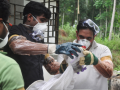 NIMR teams collect blood, swab samples from bats at Alipore Zoological Garden to check for Nipah virus - Hindi News | NIMR teams collect blood, swab samples from bats at Alipore Zoological Garden to check for Nipah virus | Latest national News at Lokmattimes.com