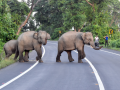 Human-wildlife conflict in TN leave 43 dead in 2025; forest land encroachment cited as main cause - Hindi News | Human-wildlife conflict in TN leave 43 dead in 2025; forest land encroachment cited as main cause | Latest national News at Lokmattimes.com